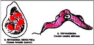 Biology, Class 9, Health and Disease, Types of Diseases, Symptoms
